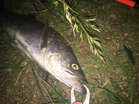 シーバス５０センチ